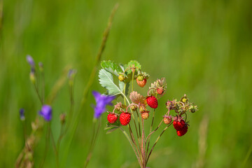 strawberry bush with berries on a background of greenery and bluebells