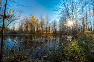 Obraz premium Small lake overgrown with shrubs and grass before frost