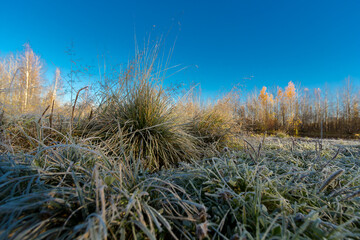 Fototapeta premium Small lake overgrown with shrubs and grass before frost