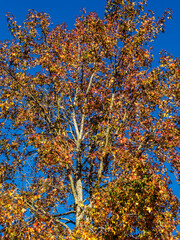 feuillage d'automne près de Paris en France