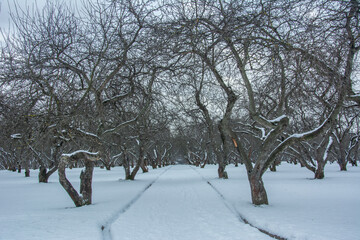 Bare apple trees in winter in Kolomenskoye park in Moscow, Russia