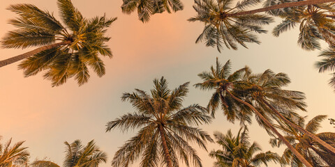 Copy space of tropical palm tree with sunset light on twilight sky background. Peaceful nature pattern, panoramic view, idyllic leaves warm tones. Silhouette palm trees sunrise sky. Fantastic beach