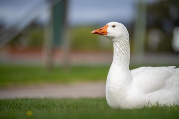 ducks and goose grazing on grass in a park in canada, in summer