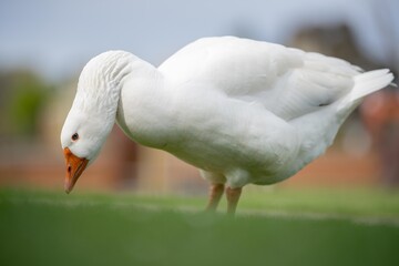 ducks and geese sleeping on a lake in spring