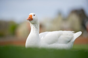 ducks and goose grazing on grass in a park in canada, in summer