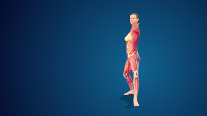 3D human Virabhadrasana II pose on blue background