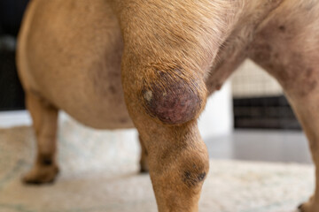 Close up of a growing tumor on dog's leg. 

