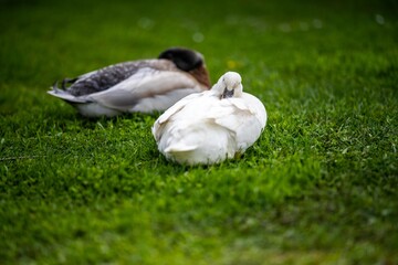 ducks and geese sleeping on a lake in spring