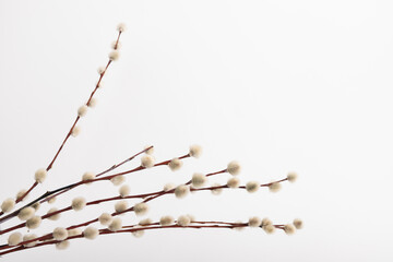Willow branch with furry willow-catkins isolate on a lighte background. Spring concept, Palm Sunday concept.