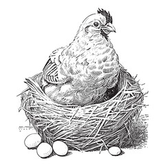 Hen laying eggs in the nest sketch hand drawn in engraving style Vector illustration.