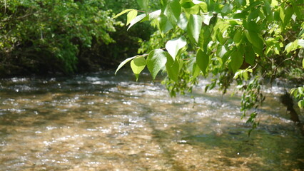 water in the forest