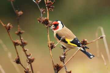 European Goldfinch (Carduelis carduelis) in warm morning colors