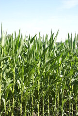 545907900 Grünes Maisfeld hochkant bei München vor Himmel