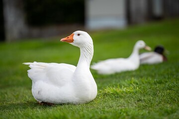 goose and white geese in nature in the park © Phoebe