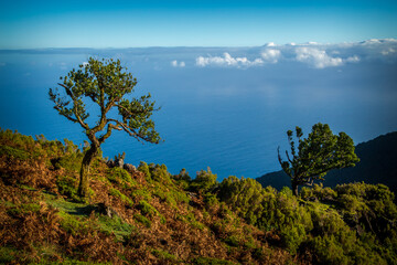 laurel forests fanal madeira