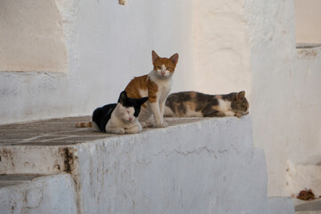 Bande de chats sur Sifnos - Ile des Cyclades