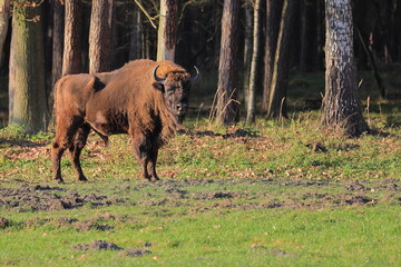 European bison in the Jankowice reserve. Poland. November.