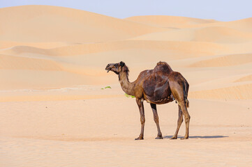 Dark camel in the desert of the Middle East, Arabian Peninsula