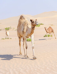 Camel walking in the desert of the empty quarter, Middle East, Arabian Peninsula