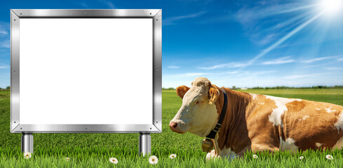 Brown and white dairy cow with cowbell and a blank metal billboard with copy space, on a...