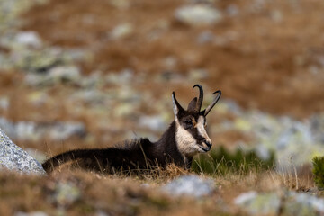 Obraz premium Tatra chamois, Rupicapra rupicapra tatrica, Tatra National Park, Slovakia.