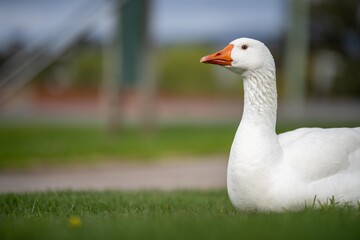 ducks and geese sleeping on a lake in spring
