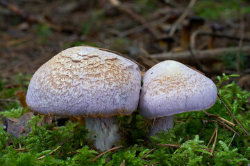 Inedible mushroom Cortinarius traganus in the spruce forest. Known as gassy webcap. Two wild mushrooms growing in the moss.