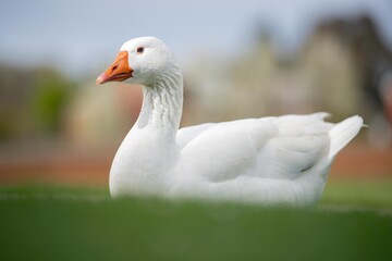 goose and white geese in nature in the park