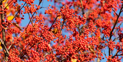 red autumn rowanberry branch. background of red autumn rowanberry. autumn season with red rowanberry