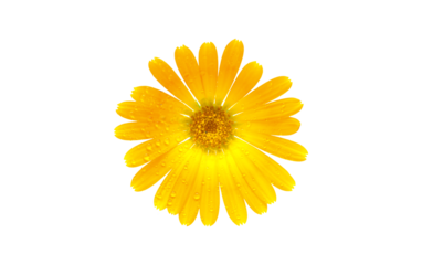 Marigold flower isolated on white background.
Yellow flower with dew drops on petals isolated on a white background.
Wet marigold isolated on white background.