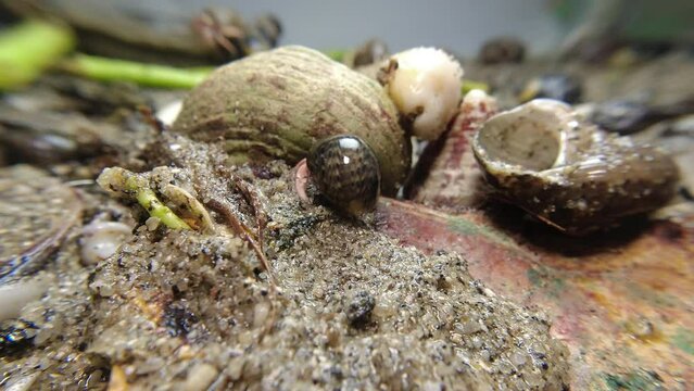 hermit crab,Paguroidea, Clibanarius fonticola are omnivorous scavengers, eating microscopic mussels and clams, bits of dead animals, and macroalgae.
