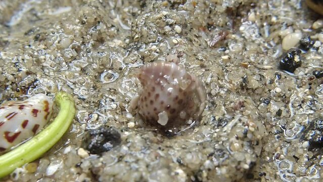 hermit crab,Paguroidea, Clibanarius fonticola are omnivorous scavengers, eating microscopic mussels and clams, bits of dead animals, and macroalgae.
