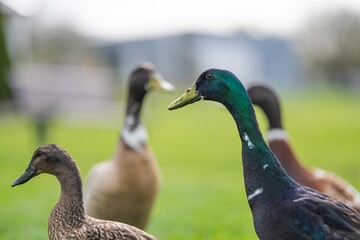 goose grazing on grass in a park in canada