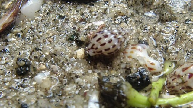 hermit crab,Paguroidea, Clibanarius fonticola are omnivorous scavengers, eating microscopic mussels and clams, bits of dead animals, and macroalgae.
