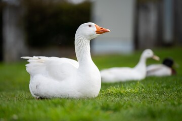 ducks and geese sleeping on a lake in spring