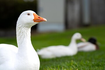 goose grazing on grass in a park in canada
