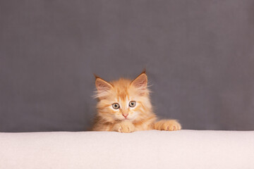 look of a cute, ginger kitten on a dark background
