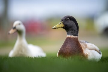 goose and white geese in nature in the park