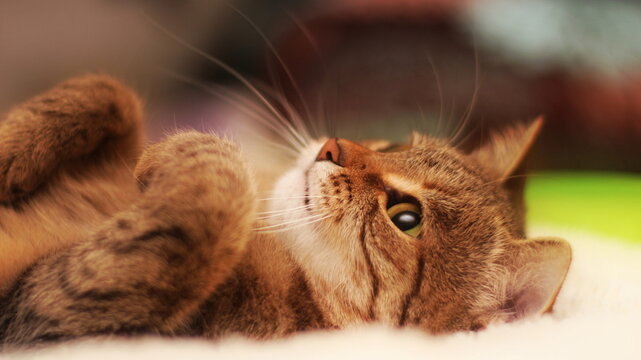 Beautiful Images Of Soothing Cats