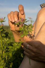 the girl's hands tear off a clover flower by petals in a summer field