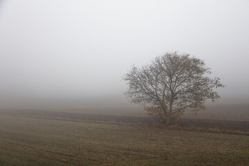 tree in the mist