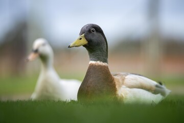 goose grazing on grass in a park in canada