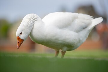 goose and white geese in nature in the park