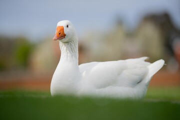 goose and white geese in nature in the park