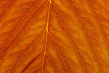 close up of a autumn leaf