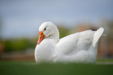 ducks and geese sleeping on a lake in spring