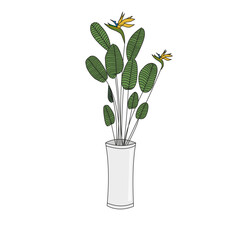 Bird Of Paradise Tree. Flower in a pot.