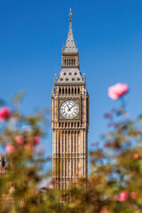 Fototapeta na wymiar Detail of Big Ben with clock against pink roses in London, England, UK