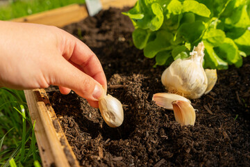 Plant winter garlic. Planting time autumn