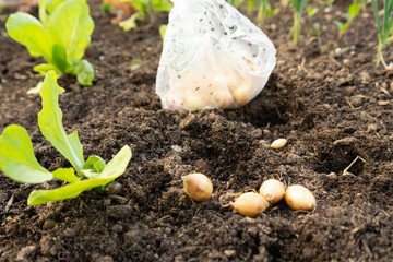 Plantation of onion bulbs in autumn to be able to harvest in the new year